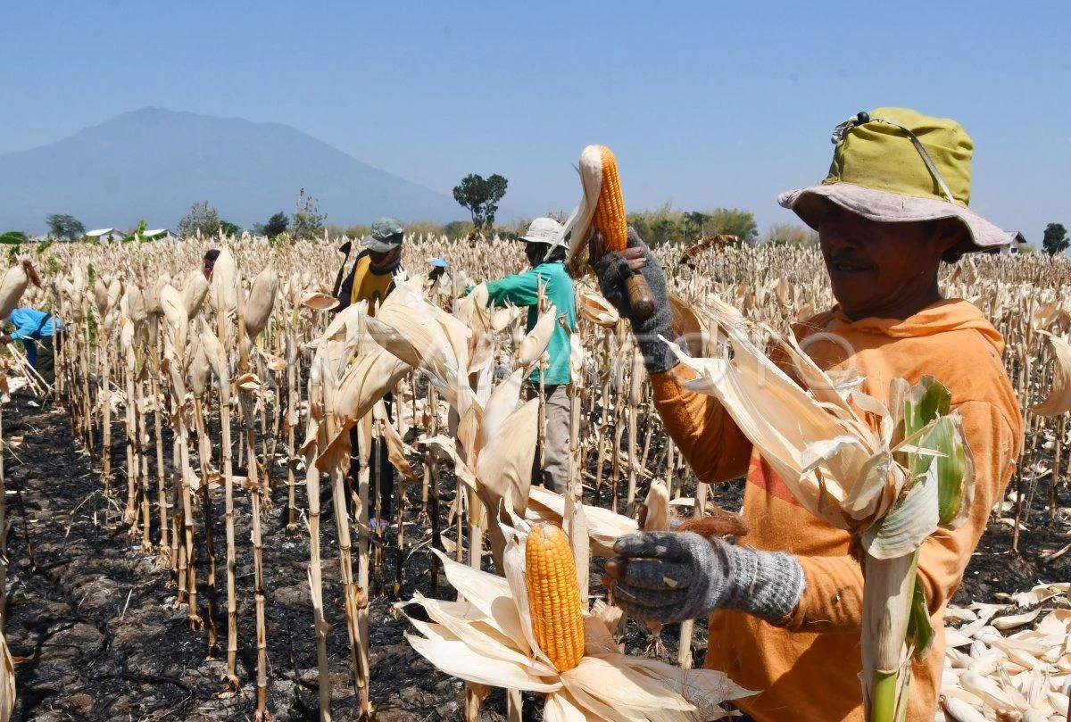 Panen jagung bersama petani lokal
