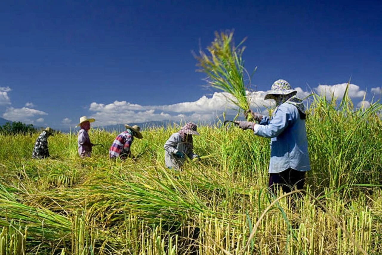 Petani memanen padi di sawah