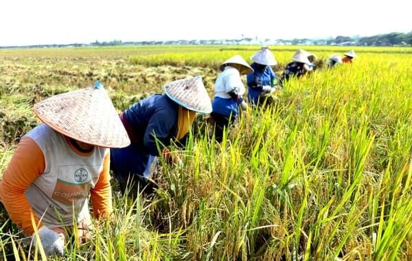 Kelompok petani memanen padi